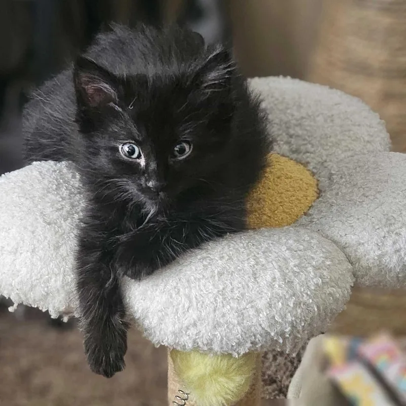 Licorice thumbnail 6