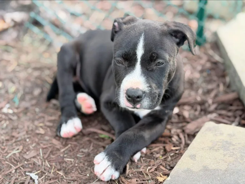 A baby medium-sized male Black Pit Bull Terrier dog named Chomper for adoption in Seville, OH