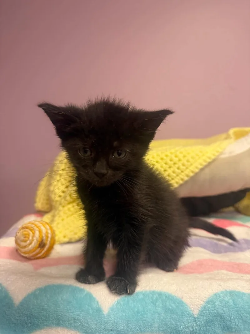 A young small-sized female Black Domestic Short Hair cat named Fiona for adoption in Freeport, NY