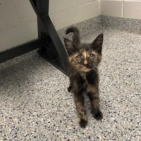 A baby small-sized female Black Domestic Short Hair cat named Blossom for adoption in Dayton, OH