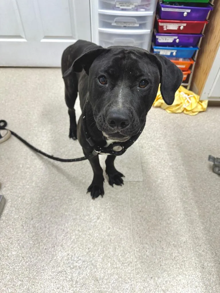 A young medium-sized female Pit Bull Terrier dog named Nova for adoption in Grants Pass, OR