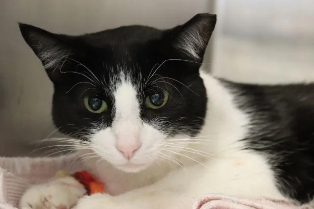 An adult small-sized male Domestic Short Hair cat named Marshall for adoption in Tucson, AZ