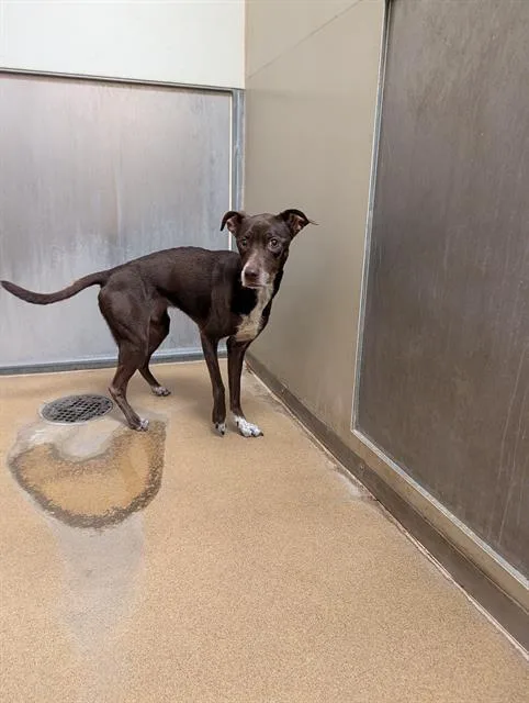 An adult medium-sized female Chihuahua dog named A for adoption in Sacramento, CA