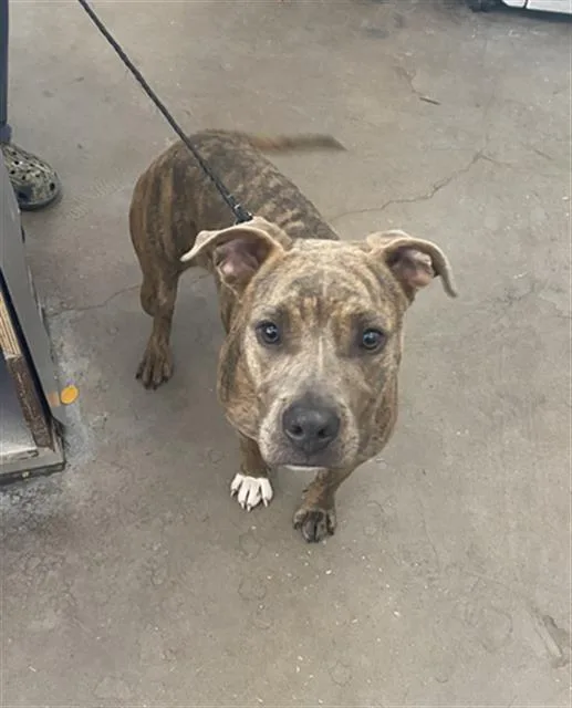 A young large-sized female Mixed Breed dog named Chocolate for adoption in Dallas, TX