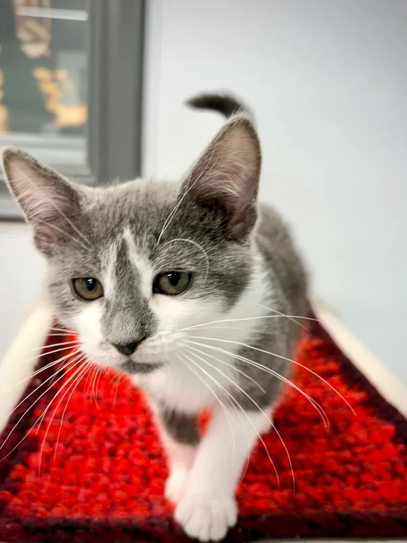 A baby small-sized female Gray & White Domestic Short Hair cat named Hibiscus for adoption in Kalamazoo, MI