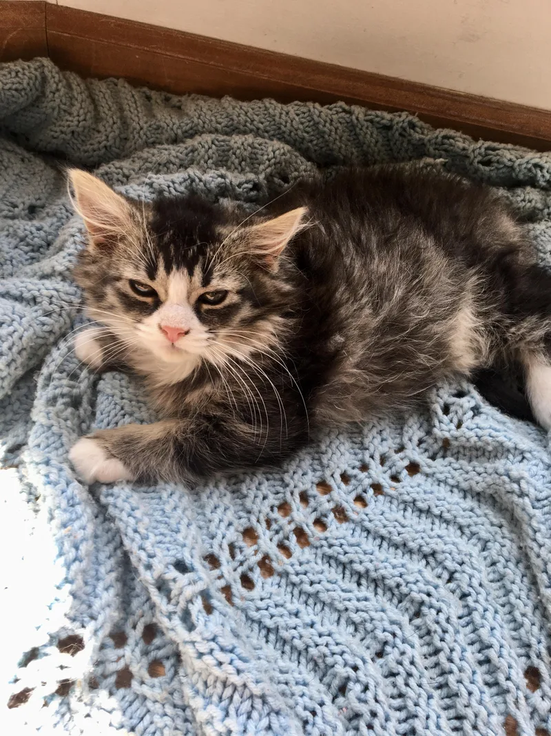 A baby large-sized male Maine Coon cat named Quinn for adoption in toledo, OH