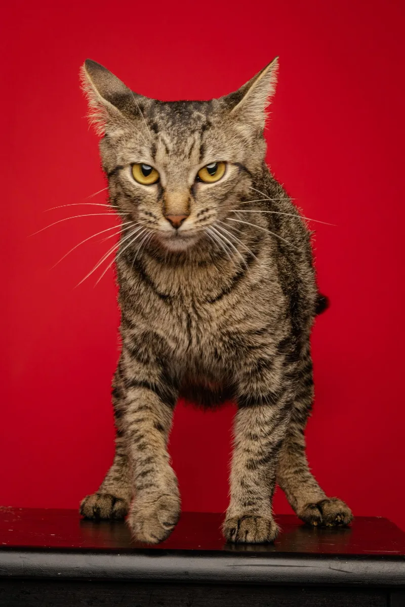 An adult medium-sized female Tabby (Brown / Chocolate) Domestic Short Hair cat named Dahlia for adoption in Jackson, GA