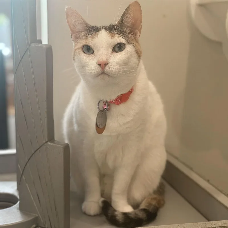 A senior small-sized female Domestic Short Hair cat named Deja for adoption in Port Washington, NY