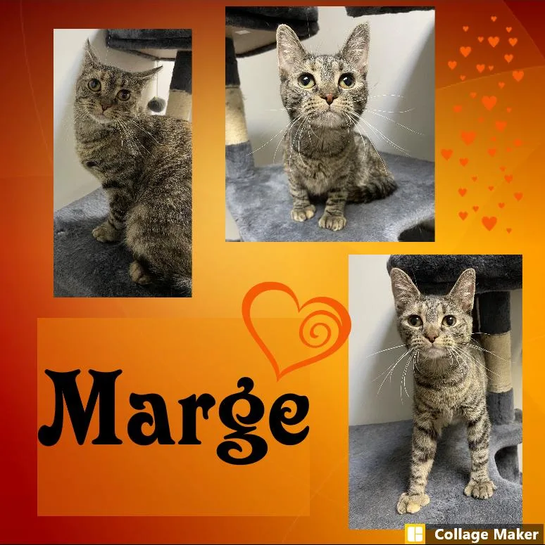 An adult medium-sized female Domestic Short Hair cat named Marge for adoption in Clearfield, PA