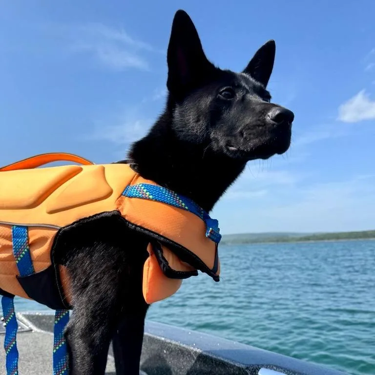 A young medium-sized male Black Shepherd dog named Shade for adoption in Little Rock, AR