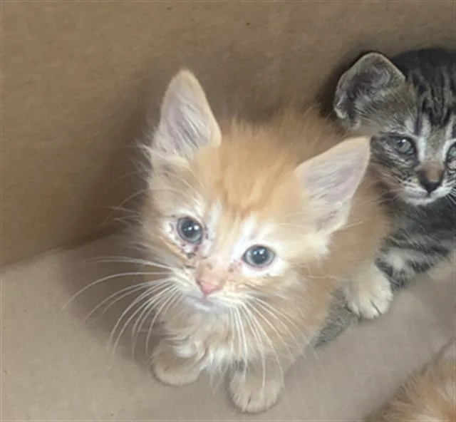A baby medium-sized male Domestic Short Hair cat named Leo for adoption in Dallas, TX