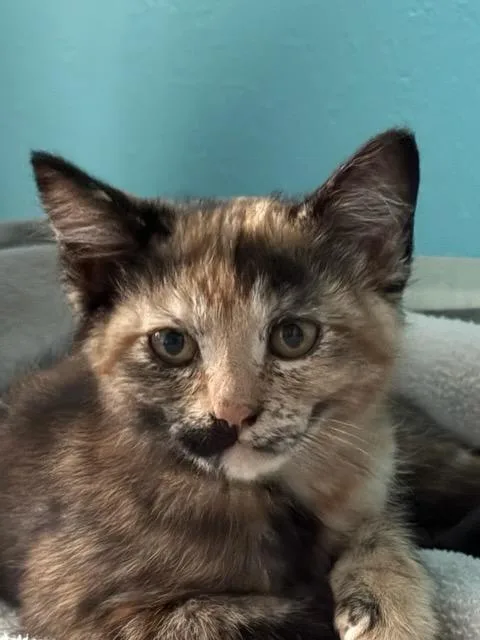 A baby medium-sized female Domestic Short Hair cat named Autumn and Dougie for adoption in Rochester, WA