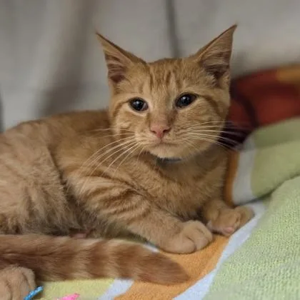 A baby small-sized male Domestic Short Hair cat named Poutine for adoption in Westland, MI