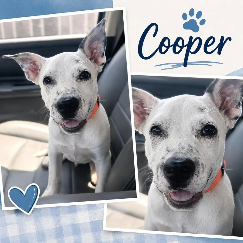 Cooper thumbnail 2