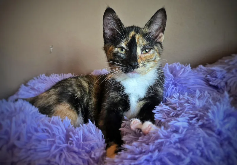 A baby small-sized female Domestic Short Hair cat named Cracker Jack for adoption in BREINIGSVILLE, PA