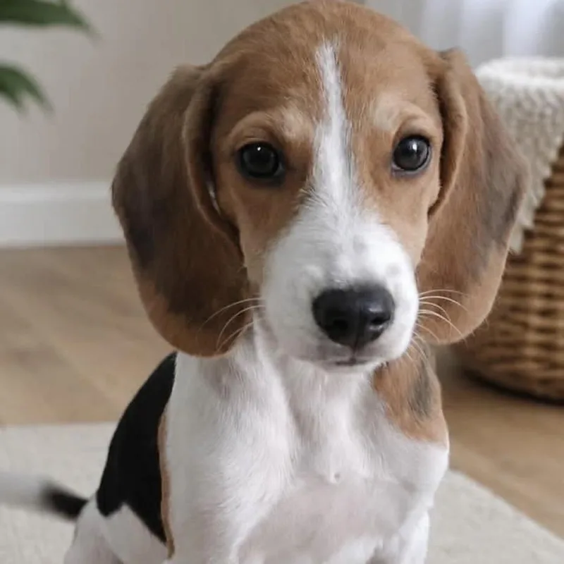 Millie