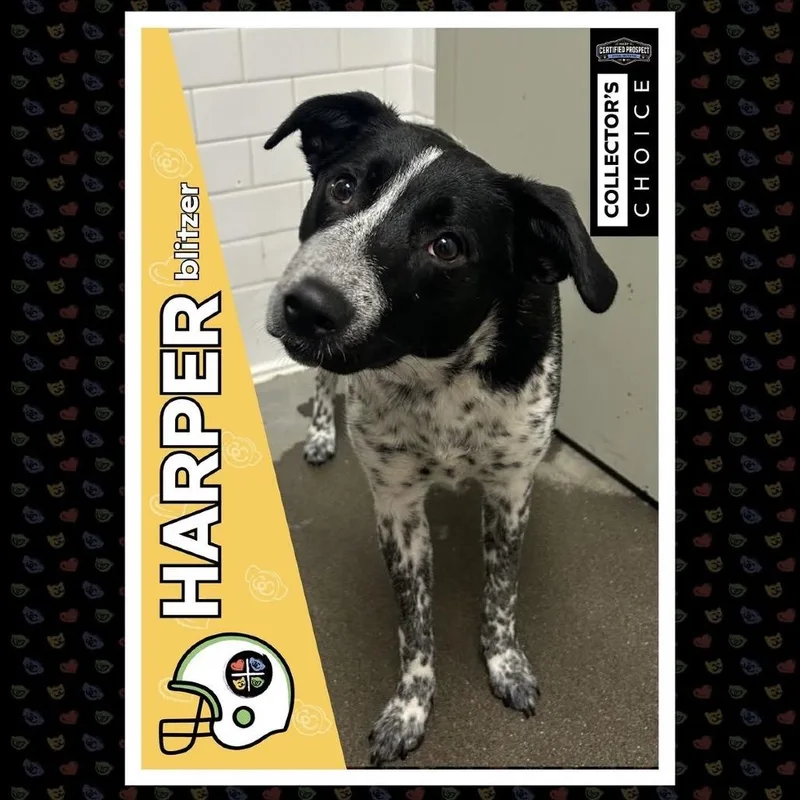 A young medium-sized female Black Mixed Breed dog named Harper for adoption in Pittsburgh, PA