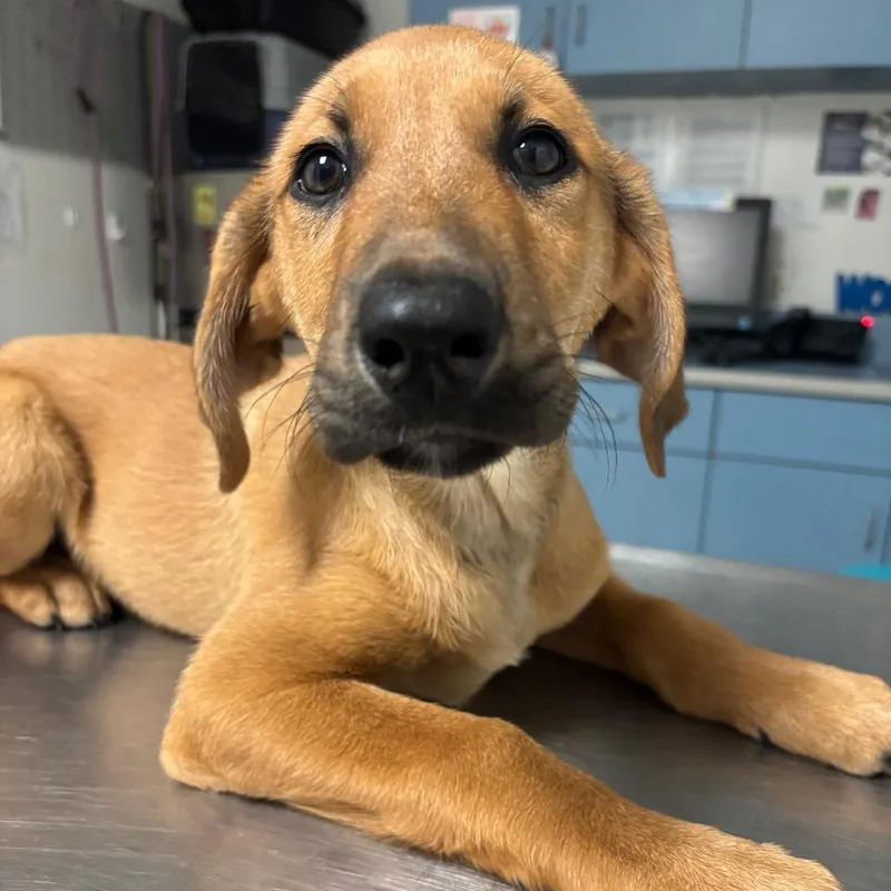 A baby small-sized male Yellow / Tan / Blond / Fawn Mixed Breed dog named Jax for adoption in Charleston, WV