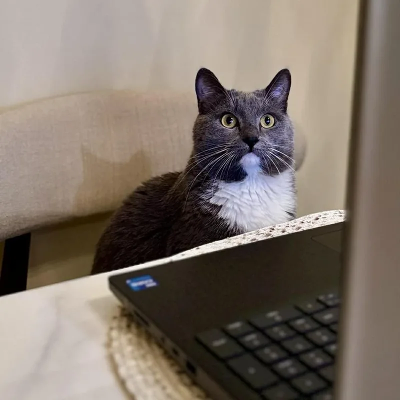A young medium-sized male Gray & White Domestic Short Hair cat named Gandalf for adoption in Raleigh, NC