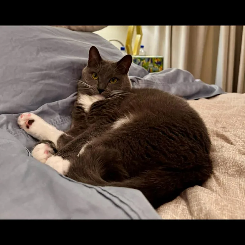 Gandalf thumbnail 3