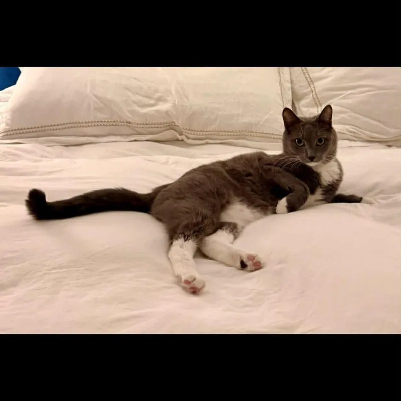 Gandalf thumbnail 5