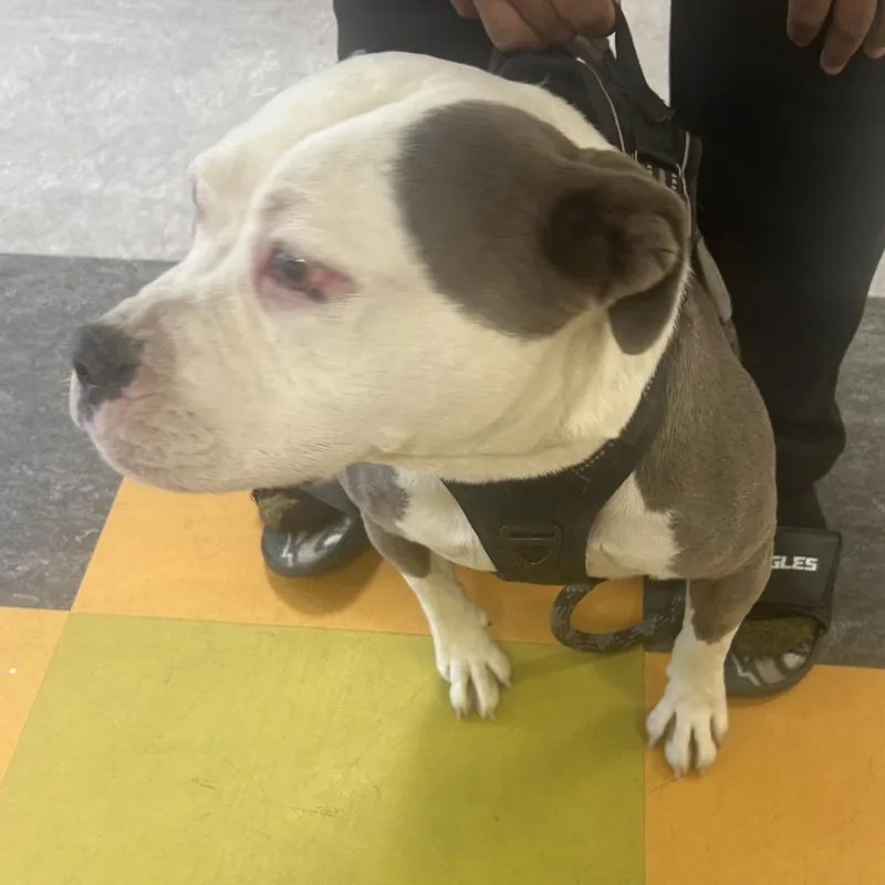 An adult large-sized female White / Cream Pit Bull Terrier dog named Khrome for adoption in Philadelphia, PA