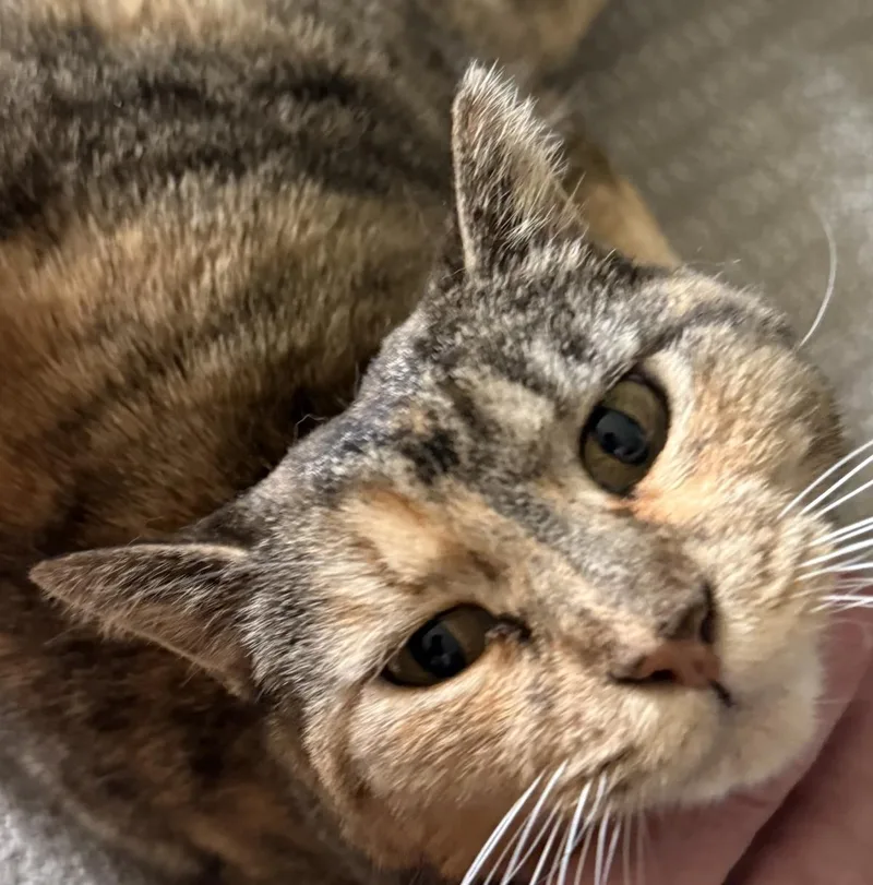 A young medium-sized female Brown / Chocolate Torbie cat named Izzy Airbiscuits for adoption in Chandler, AZ
