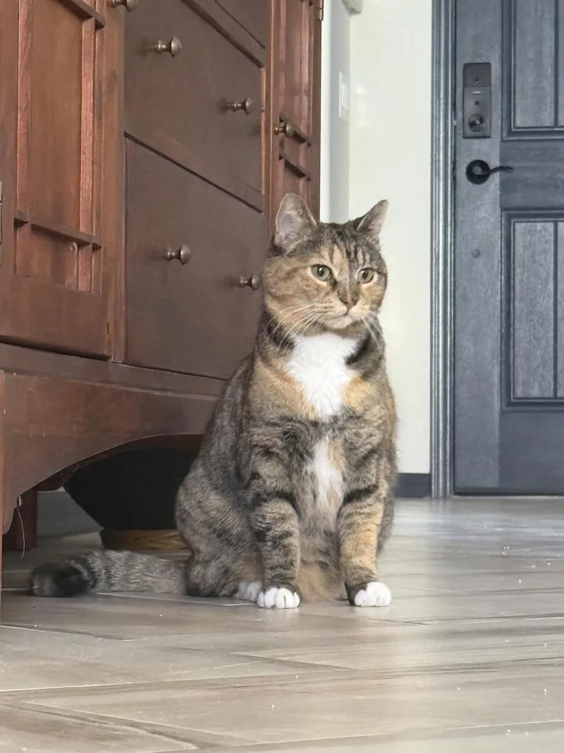Izzy Airbiscuits thumbnail 2