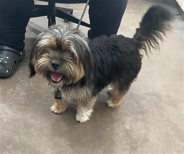 A young small-sized male Mixed Breed dog named Mac for adoption in Dallas, TX