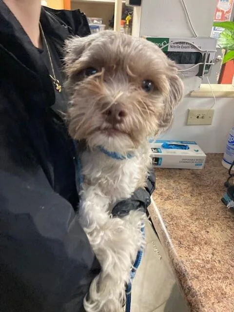 An adult small-sized male Gray / Blue / Silver Mixed Breed dog named Teddy for adoption in Cincinnati, OH