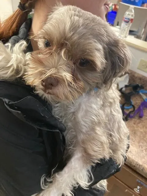 Teddy thumbnail 2