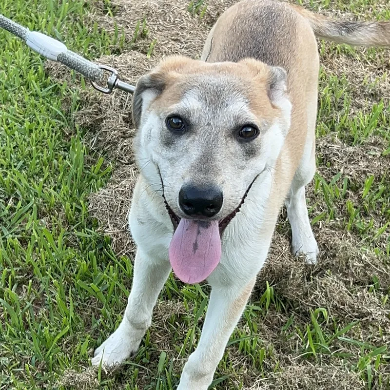 A baby large-sized male German Shepherd Dog dog named Scout for adoption in Bellaire, TX