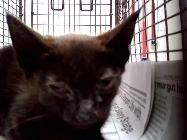 A baby small-sized male Domestic Short Hair cat named A for adoption in Martinez, CA