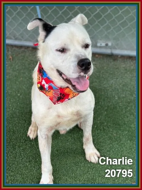 A young large-sized male Black Pit Bull Terrier dog named Charlie for adoption in Marietta, GA