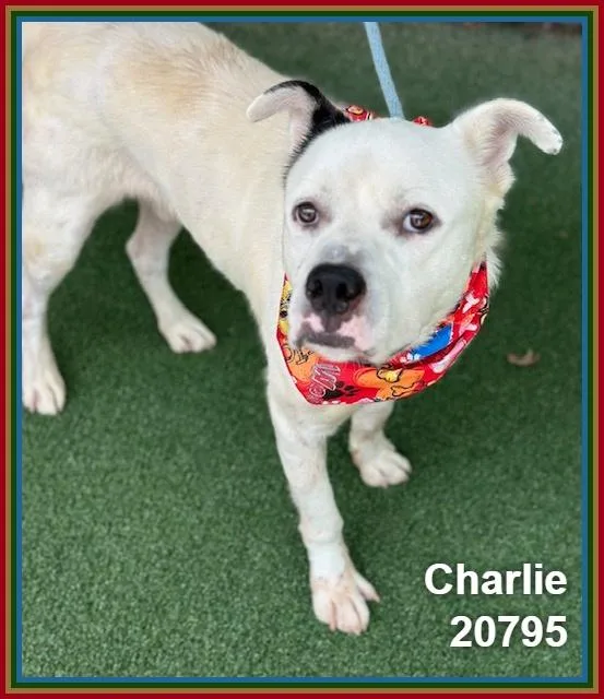 Charlie thumbnail 3