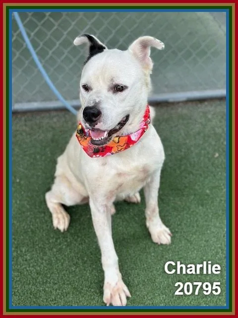 Charlie thumbnail 4