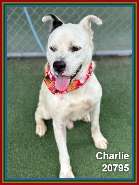 Charlie thumbnail 5