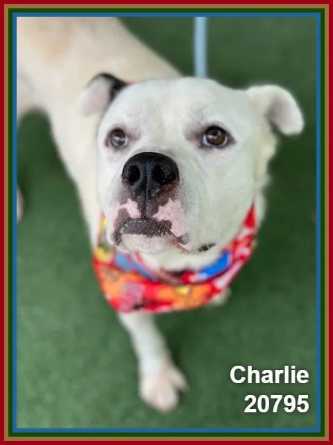 Charlie thumbnail 6