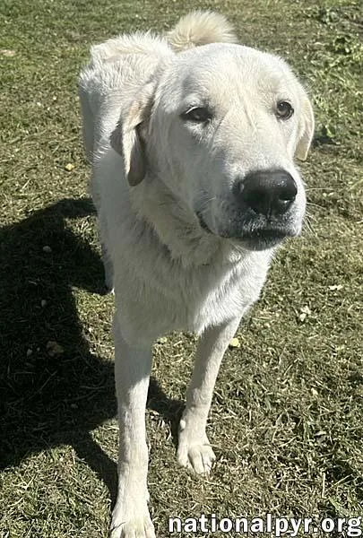 Bentley In La  thumbnail 2