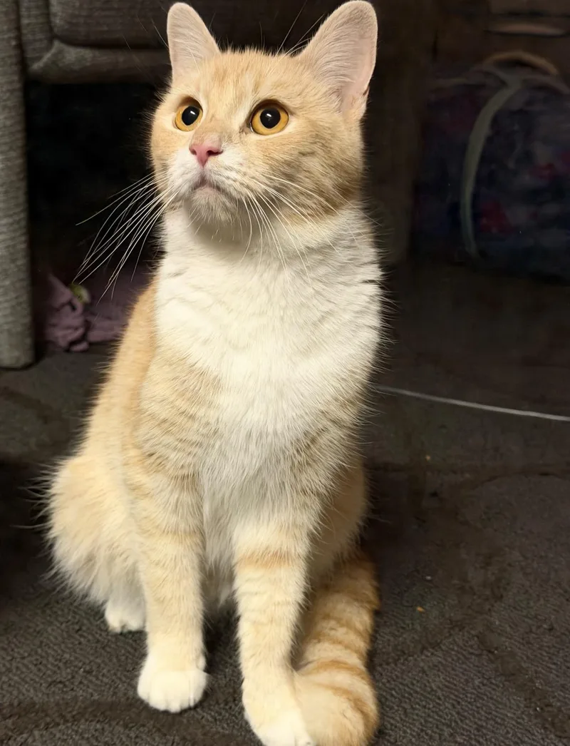 An adult medium-sized female Buff & White Domestic Medium Hair cat named Pumpkin for adoption in Thomaston, CT