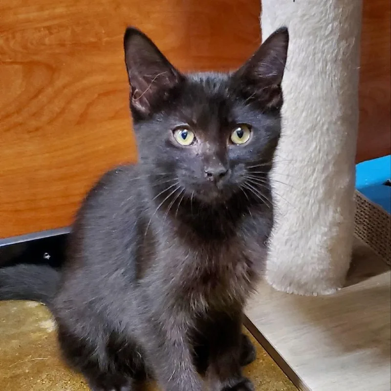 A baby small-sized male Black Domestic Short Hair cat named Bender for adoption in Hemet, CA