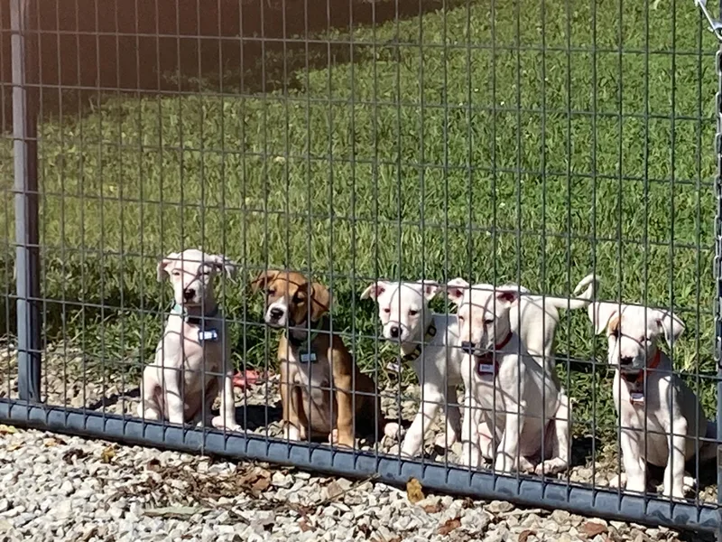 A baby large-sized female Pit Bull Terrier dog named Fern for adoption in Shelbyville, KY