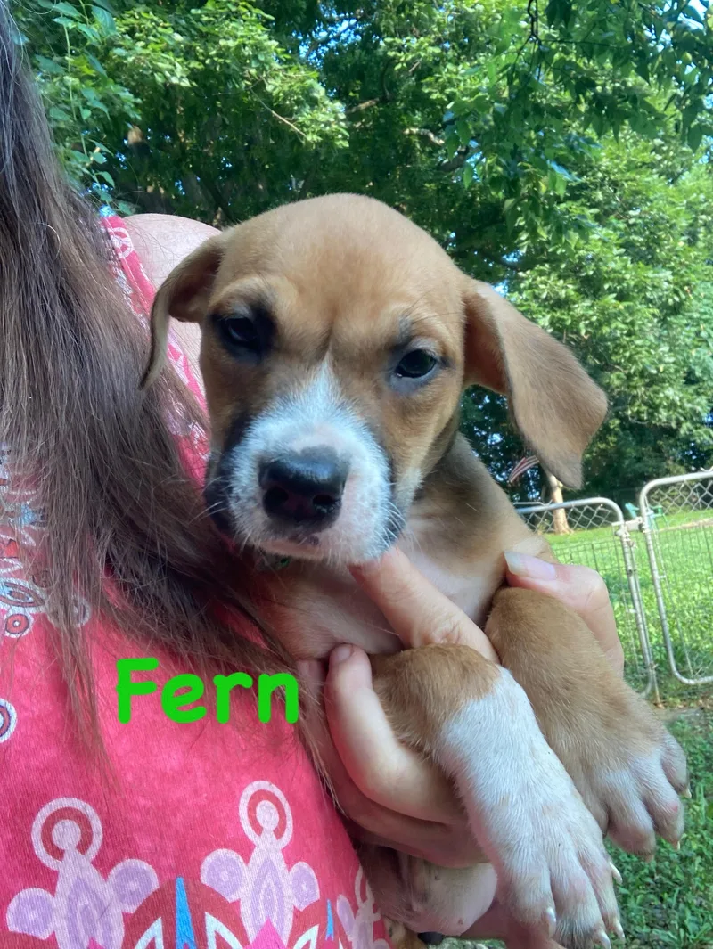 Fern thumbnail 3
