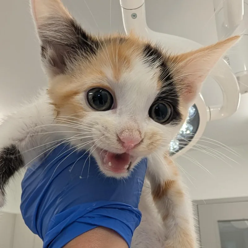 A baby small-sized female White Domestic Short Hair cat named Spain for adoption in Winston Salem, NC