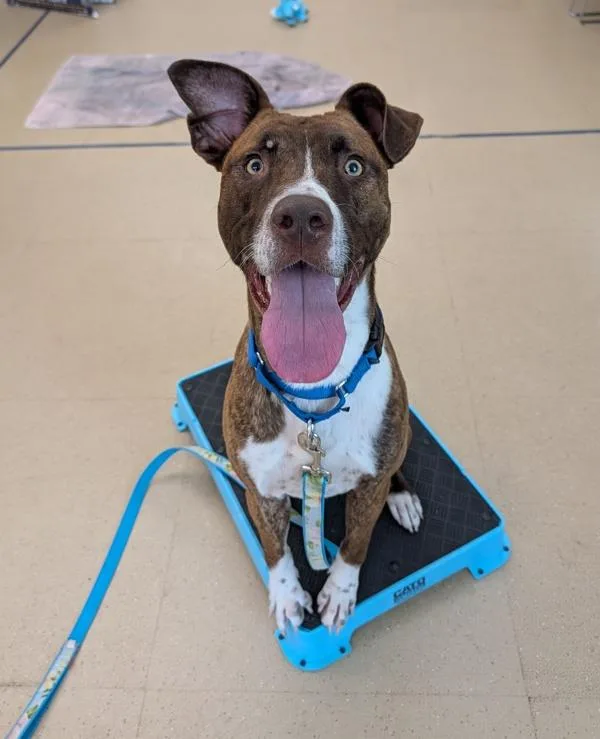 A young large-sized male Pit Bull Terrier dog named Funky Disco for adoption in Santa Rosa, CA
