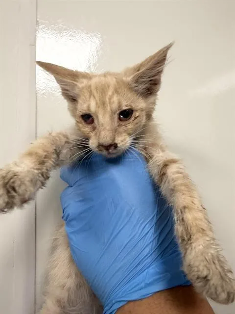 A baby small-sized male Domestic Short Hair cat named Oliver for adoption in Ontario, CA