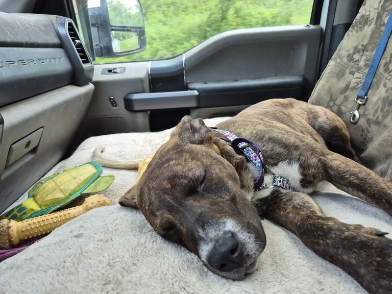 A young medium-sized female Brindle Chocolate Labrador Retriever dog named Suzy Mudpuddle for adoption in Plum, PA