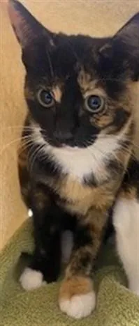 A baby small-sized female Domestic Short Hair cat named Bo Peep for adoption in Saint Cloud, FL