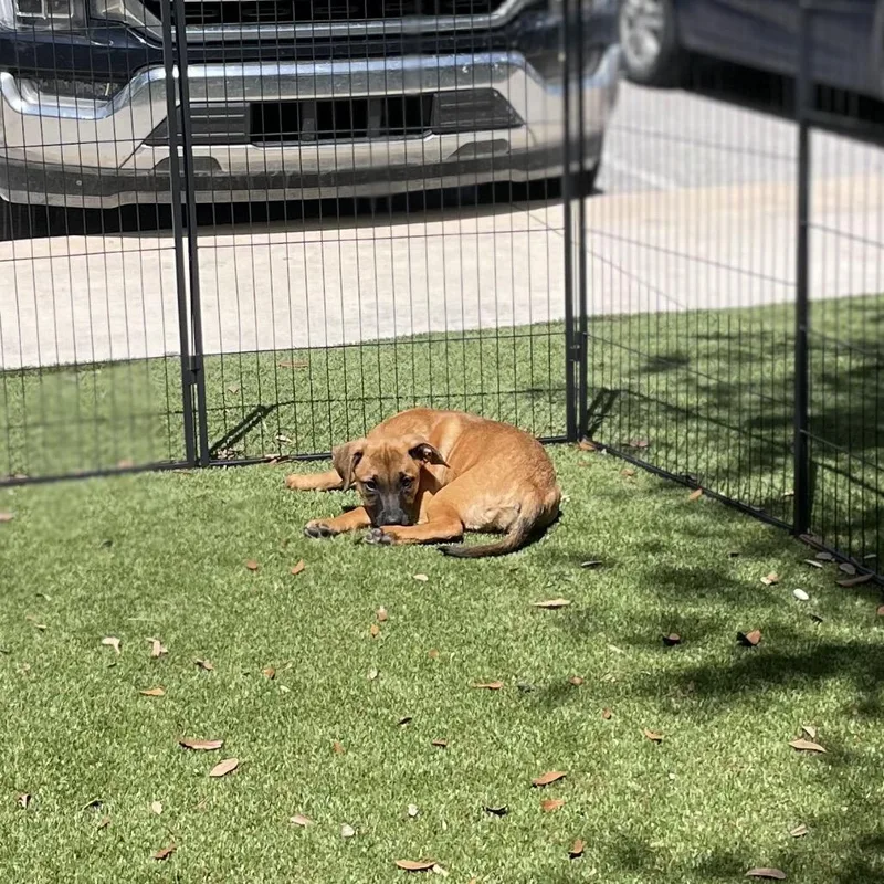 A baby medium-sized female Yellow / Tan / Blond / Fawn Mixed Breed dog named Raven for adoption in LOXAHATCHEE, FL