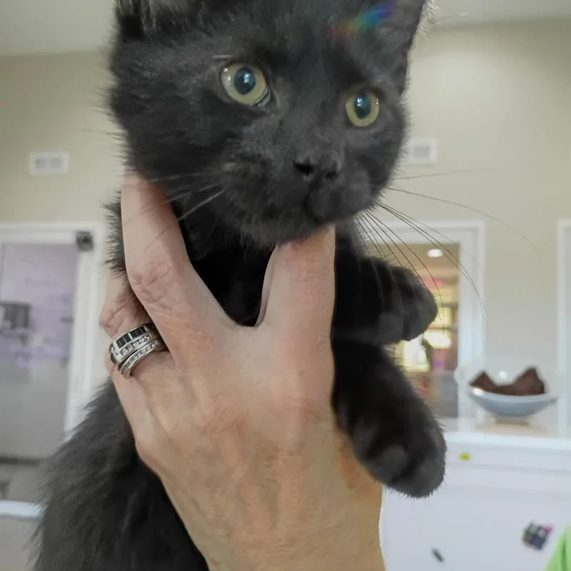 A baby small-sized male Domestic Short Hair cat named Fleetwood for adoption in Muncie, IN